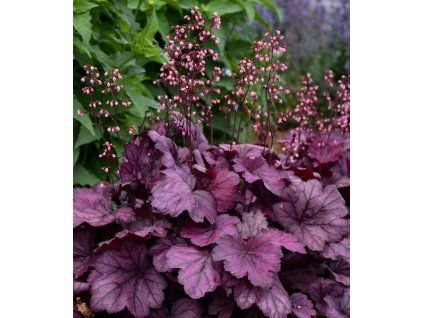 Heuchera 'Wide Rose' 1