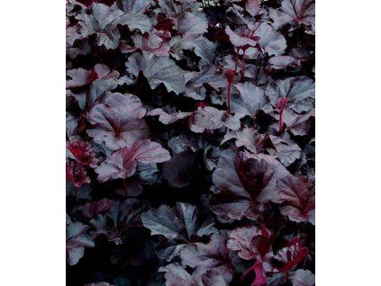 heuchera obsidian 2