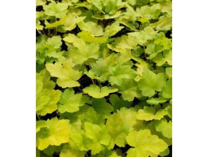 Heuchera 'Lord Lime'