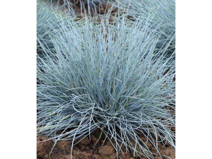festuca glauca elijah blue