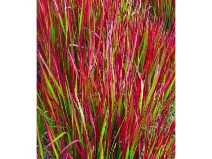 Imperata red baron