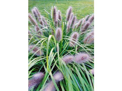 pennisetum alopecuroides moudry