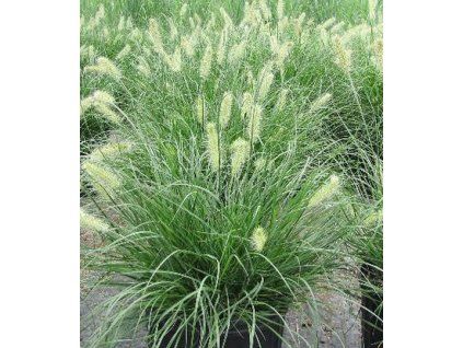 Pennisetum 'Little Bunny'