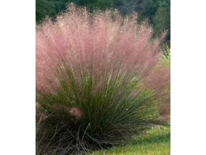 Muhlenbergia capillaris1