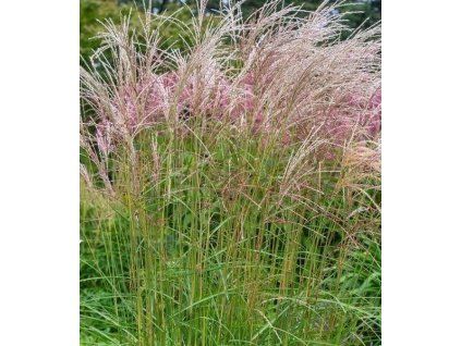miscanthus sinensis flamingo 4