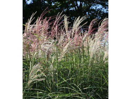 Miscanthus sinensis Kleine Fontäne