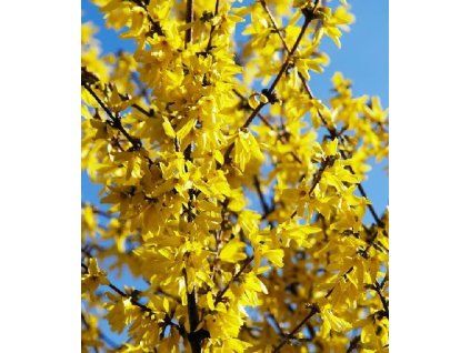 FORSYTHIA int minigold 1