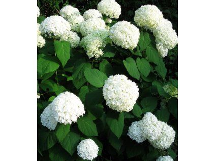 Hydrangea arborescens 'Annabelle' 3
