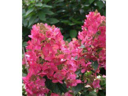 hydrangea paniculata magical fire 1