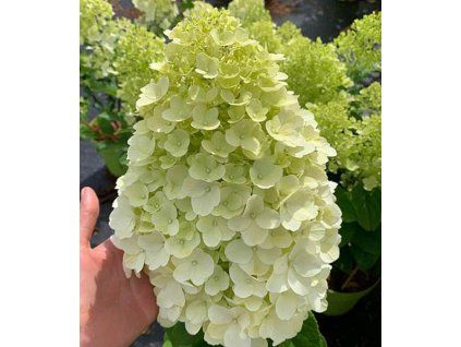HYDRANGEA paniculata Hercules 3