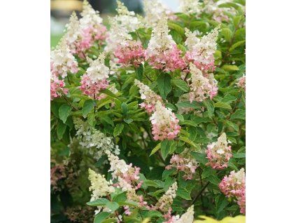 Hydrangea paniculata Pinky Winky 2