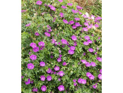 geranium sanguineum max frei 2