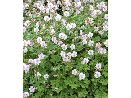 geranium cantabrigiense biokovo