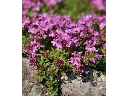 Thymus serpyllum Magic Carpet 1