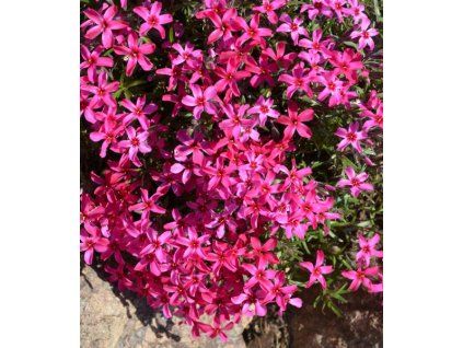 Phlox subulata Atropurpurea