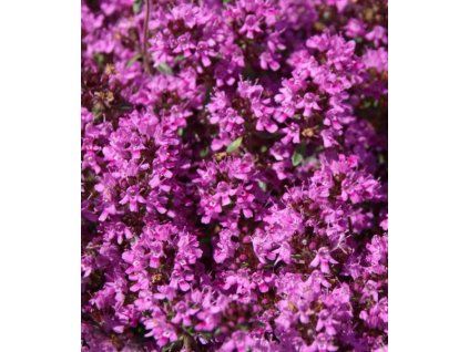 Thymus praecox 'Red Carpet' 2