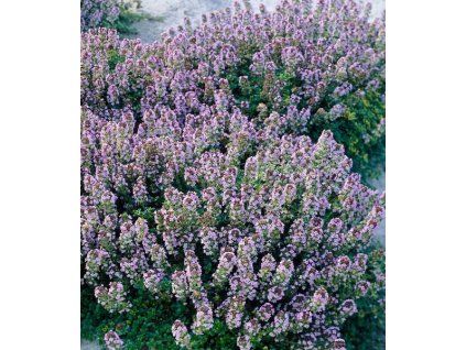 thymus citriodorus doone valley 2