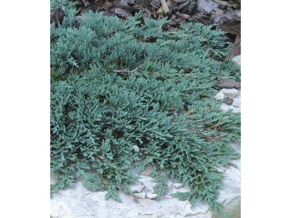 juniperus horizontalis icee blue 2