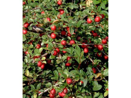 cotoneaster dammeri major