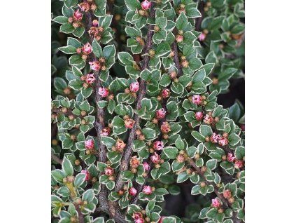 cotoneaster atropurpureus variegatus 2