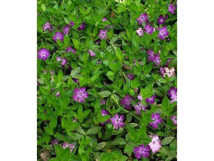 Vinca minor 'Atropurpurea'