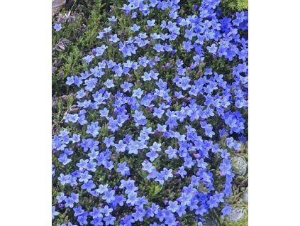 Lithodora diffusa 'Grace Ward'3