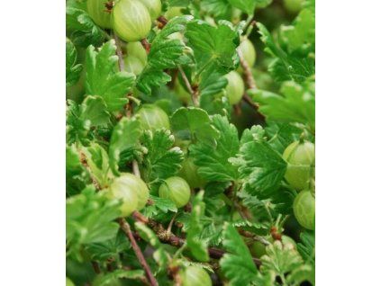 Ribes 'Hinnonmäki Grön'