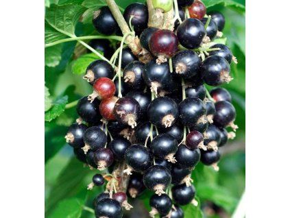 Ribes nigrum titania 3