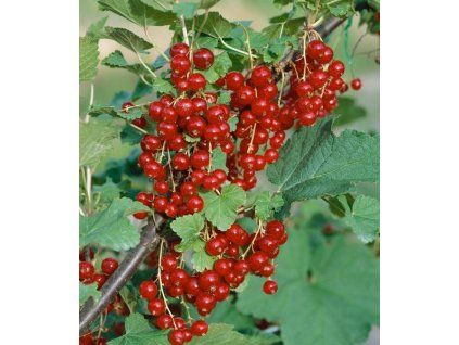 Ribes rubrum Jonkheer van tets2