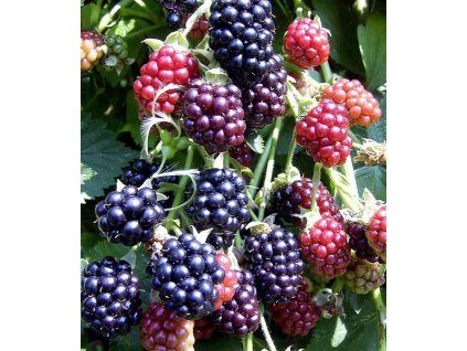 Rubus fruticosus Thornfree