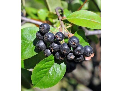 Aronia Nero