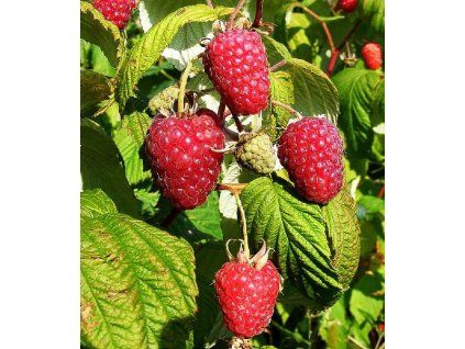 Rubus idaeus 'Polka' 1