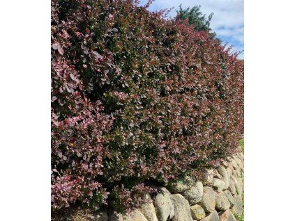 Berberis ottawensis 'Superba' 2