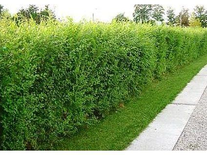 Ulmus pumila 'Celer' 100 Stück Packung