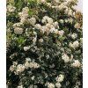 Viburnum tinus Eve Price 3