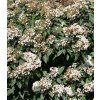 Viburnum tinus Eve Price 2
