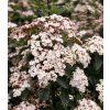 Viburnum tinus Eve Price 1