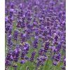 Lavandula angustifolia Hidcote blue strain