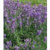 Lavandula angustifolia Hidcote blue strain 1