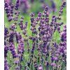 lavandula angustifolia blue scent
