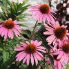 Echinacea purpurea 'Magnus' 2