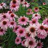 Echinacea purpurea 'Magnus'