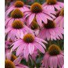 Echinacea purpurea 'Magnus' 1