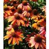 echinacea purpurea lakota orange