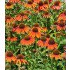 echinacea purpurea lakota orange 2