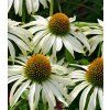 Echinacea purpurea Swan White 3