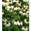 Echinacea purpurea Swan White 1
