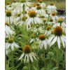 Echinacea purpurea Swan White