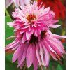echinacea double decker 2