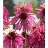 echinacea double decker